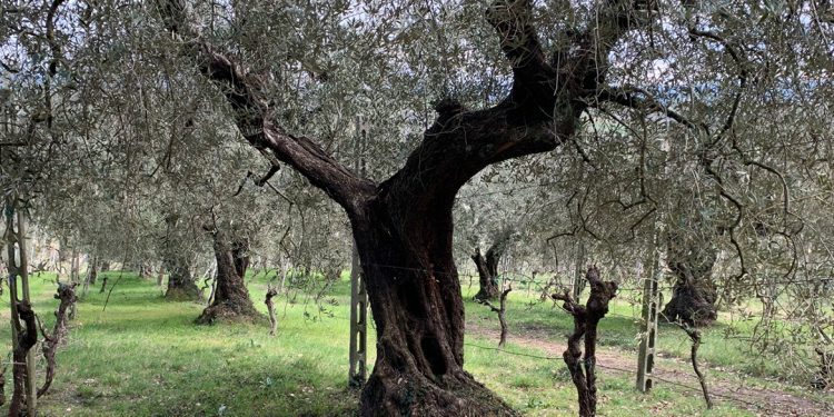 Censimento delle Vecchie Vigne: l’Umbria
