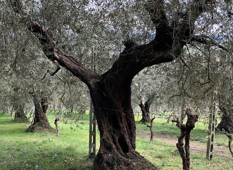 Censimento delle Vecchie Vigne: l’Umbria