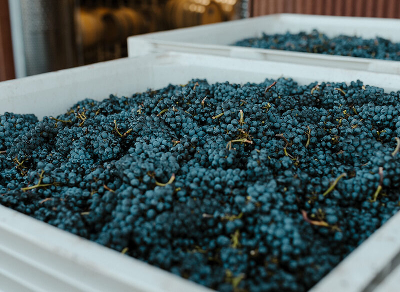 L’intelligenza artificiale ci dice quanto è buono il Pinot nero