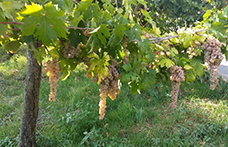 L’Irpinia delle piccole ma brillanti stelle