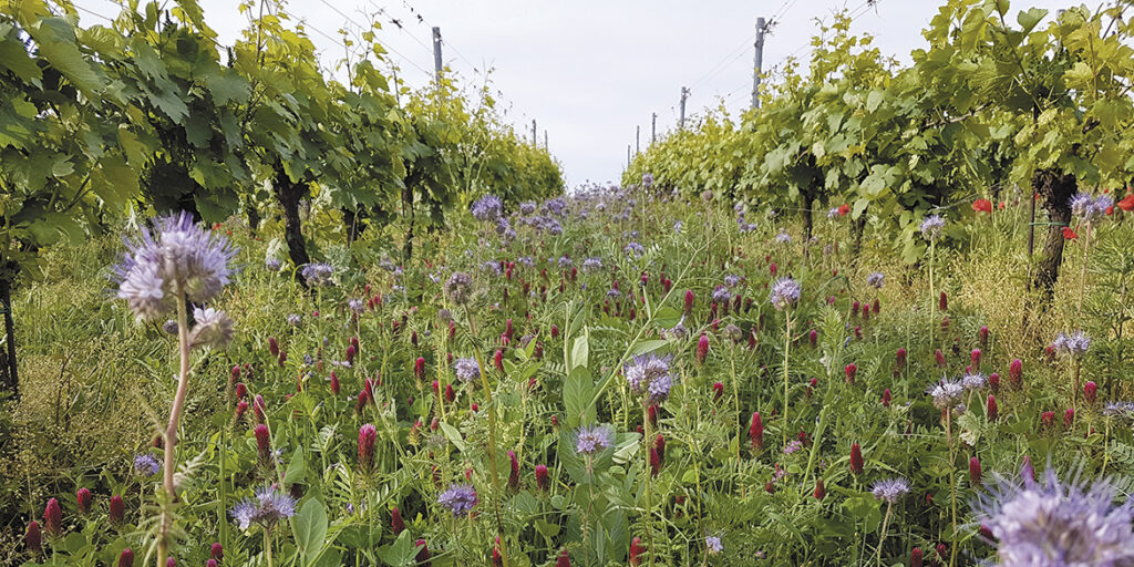 Che cos’è la biodiversità in viticoltura?