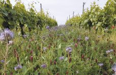 Che cos’è la biodiversità in viticoltura?