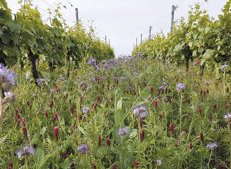 Che cos’è la biodiversità in viticoltura?