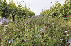 Che cos’è la biodiversità in viticoltura?