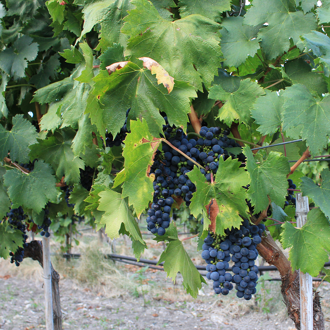 vecchie vigne Abruzzo e Molise