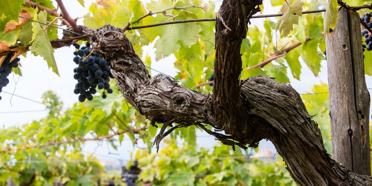 Censimento delle vecchie vigne: Abruzzo e Molise