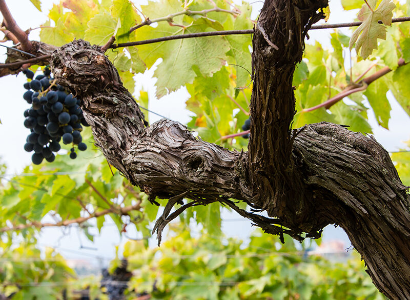 Censimento delle vecchie vigne: Abruzzo e Molise