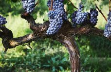 Censimento delle Vecchie Vigne: la Toscana