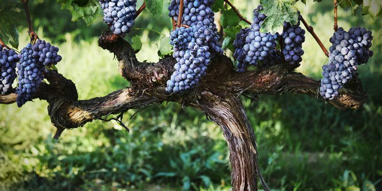 Censimento delle Vecchie Vigne: la Toscana