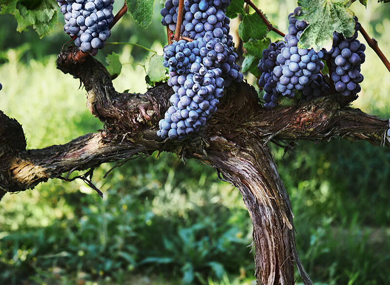 Censimento delle Vecchie Vigne: la Toscana