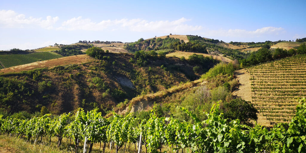 Censimento delle vecchie vigne: le Marche