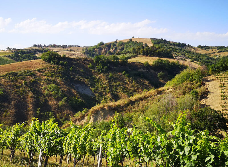 Censimento delle vecchie vigne: le Marche