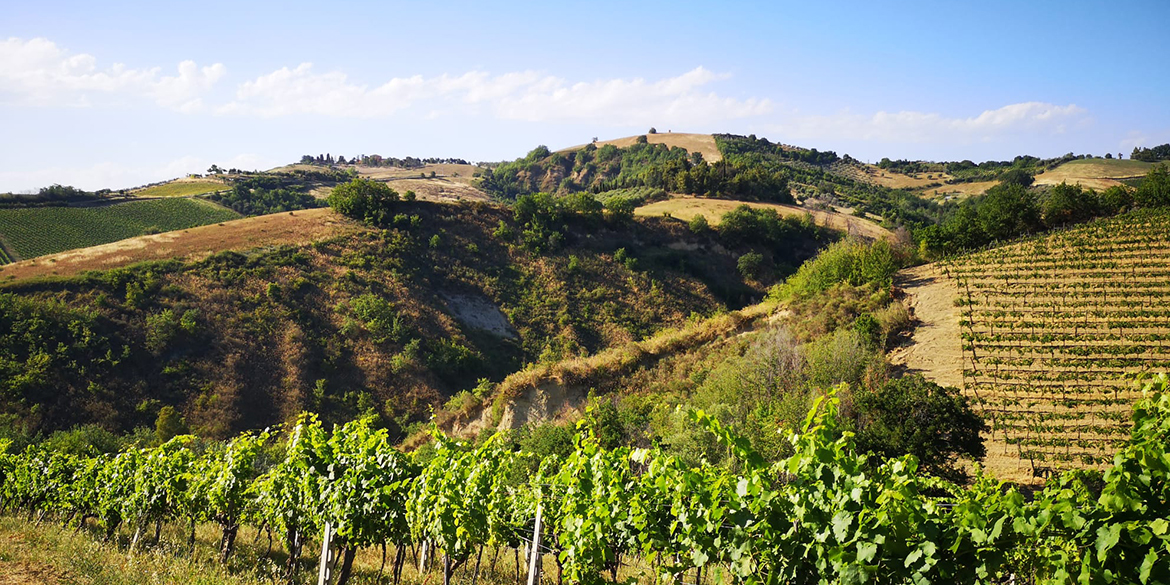 Censimento delle vecchie vigne: le Marche