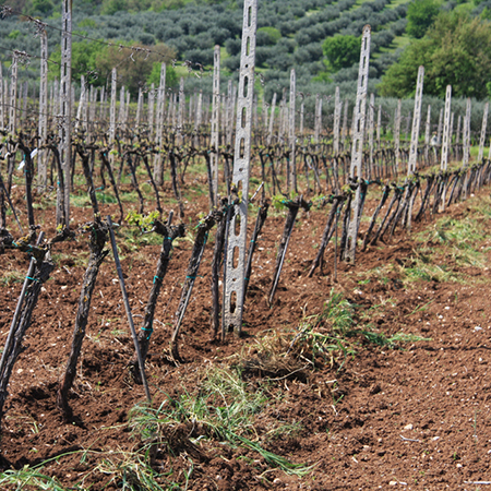 vecchie vigne Abruzzo e Molise