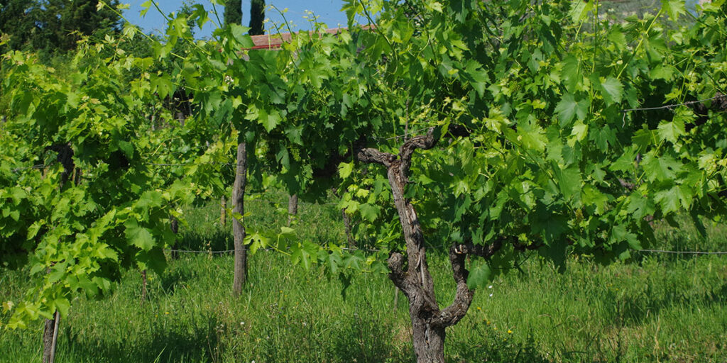 Censimento delle vecchie vigne: Lazio
