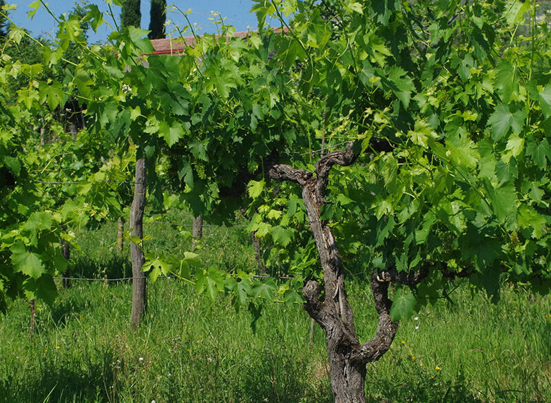 Censimento delle vecchie vigne: Lazio