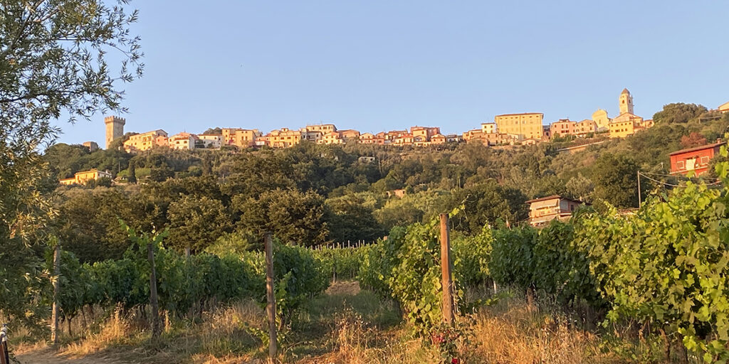 Il Vermentino dei Colli di Luni ha un grande futuro, ma un presente su cui riflettere
