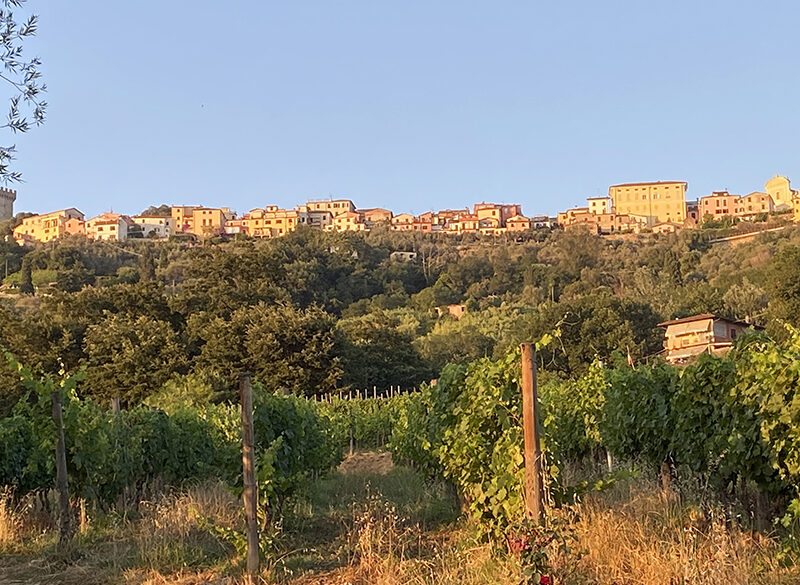 Il Vermentino dei Colli di Luni ha un grande futuro, ma un presente su cui riflettere