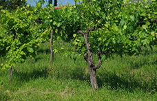 Censimento delle vecchie vigne: Lazio