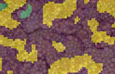 Selezionare l’uva con il deep learning