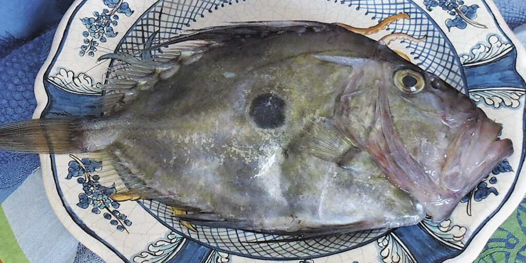 Il solitario San Pietro, pesce da riscoprire
