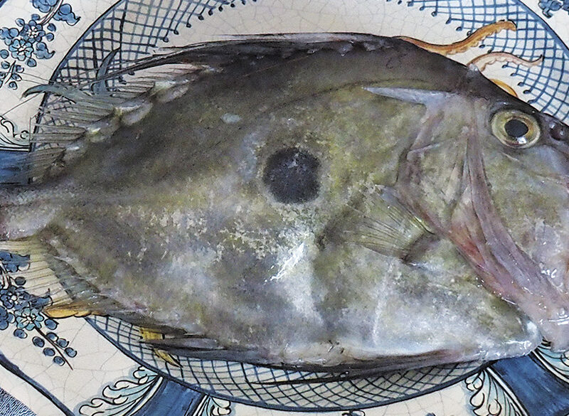 Il solitario San Pietro, pesce da riscoprire