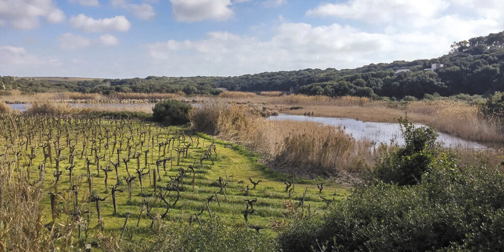 Far vino immersi nella natura. Viaggio tra le Cantine in parchi naturali e aree protette