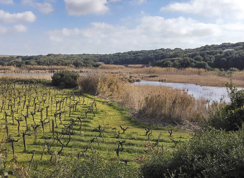 Far vino immersi nella natura. Viaggio tra le Cantine in parchi naturali e aree protette
