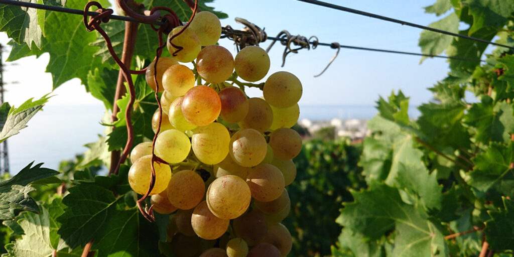 Terre del Moscatello, il progetto per l’omologazione del clone