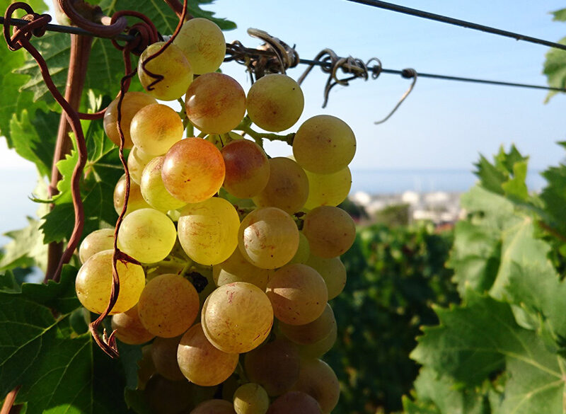 Terre del Moscatello, il progetto per l’omologazione del clone