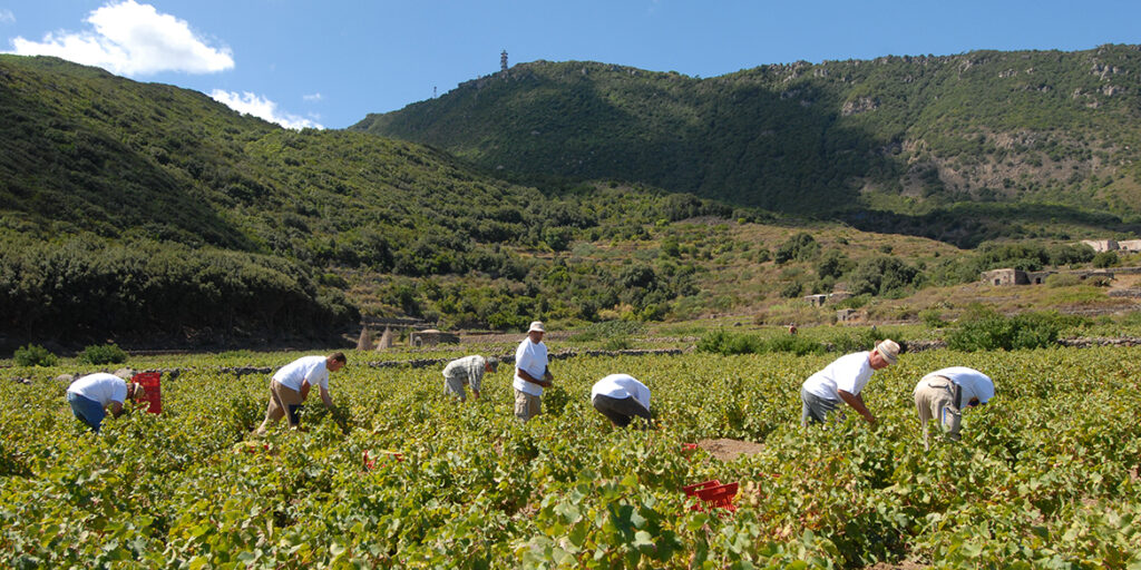 Dove vanno le aziende del vino oggi? A VinoVip Cortina l’analisi di 615 bilanci di Studio Impresa