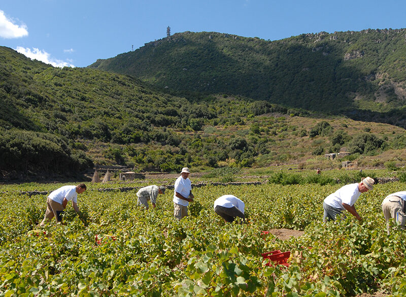 Dove vanno le aziende del vino oggi? A VinoVip Cortina l’analisi di 615 bilanci di Studio Impresa