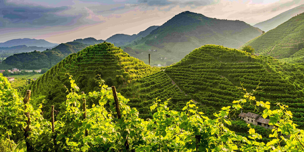 Cantina Produttori di Valdobbiadene: la sostenibilità è la nostra identità