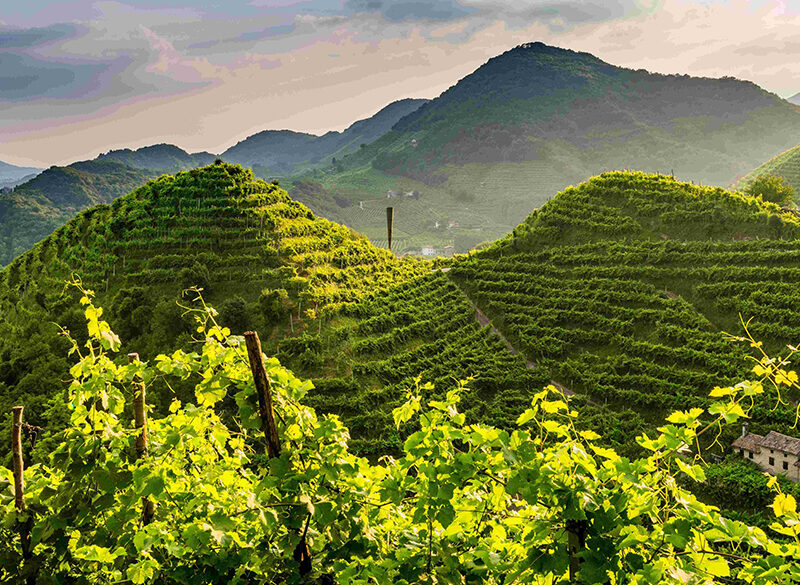 Cantina Produttori di Valdobbiadene: la sostenibilità è la nostra identità