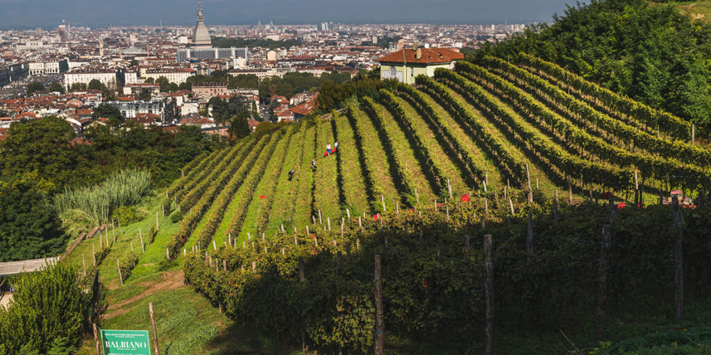 Le Vigne urbane di Torino, Milano e Brescia