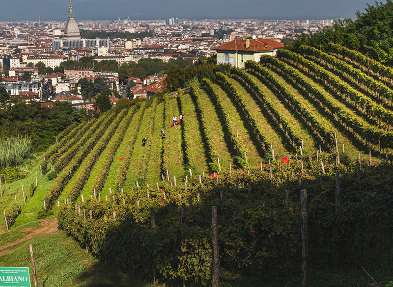 Le Vigne urbane di Torino, Milano e Brescia
