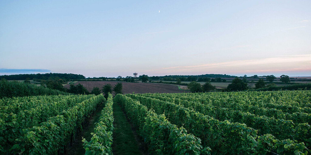 Il clima farà grande il vino britannico