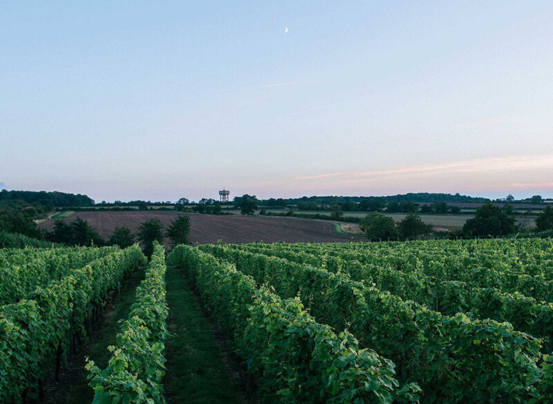 Il clima farà grande il vino britannico