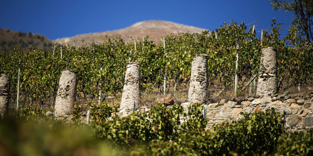 I primi passi del Consorzio Vini Valle d’Aosta