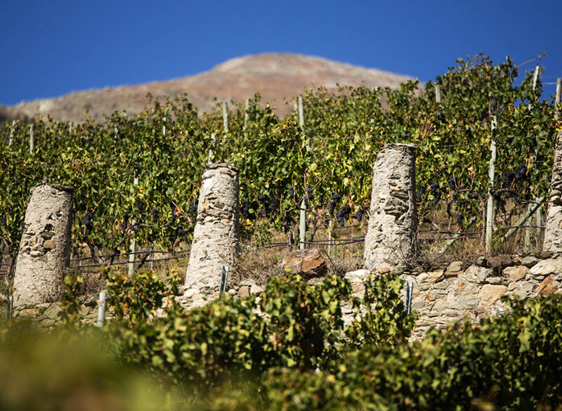 I primi passi del Consorzio Vini Valle d’Aosta