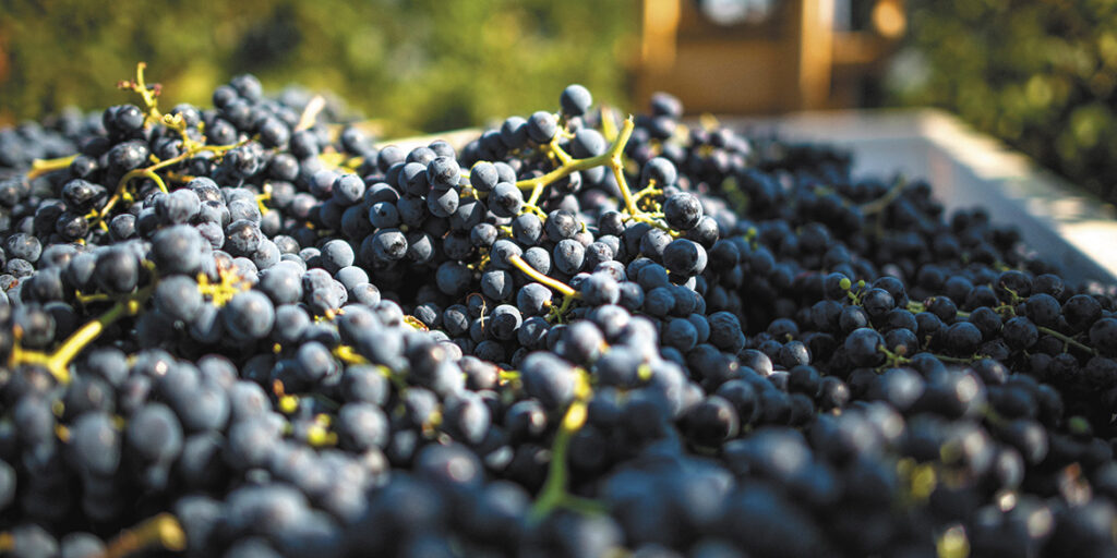 Vino e salute… in cantina. Ne parliamo con l’enologa Graziana Grassini