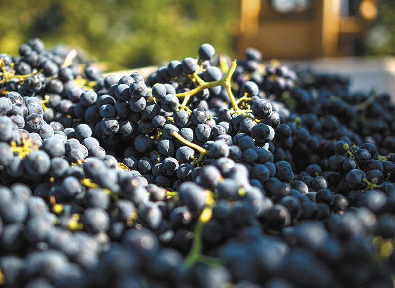Vino e salute… in cantina. Ne parliamo con l’enologa Graziana Grassini