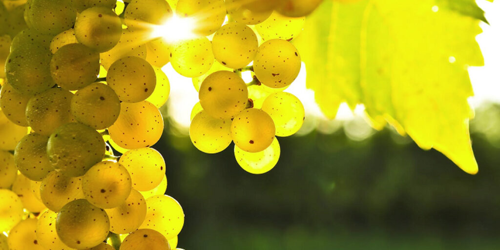 Come sarà il vigneto di domani? A VinoVip Cortina parla Eugenio Sartori dei Vivai Cooperativi Rauscedo
