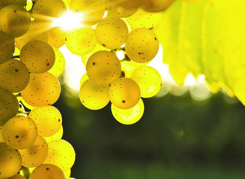 Come sarà il vigneto di domani? A VinoVip Cortina parla Eugenio Sartori dei Vivai Cooperativi Rauscedo