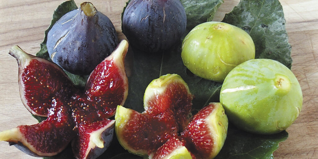 L’irresistibile dolcezza del fico fresco