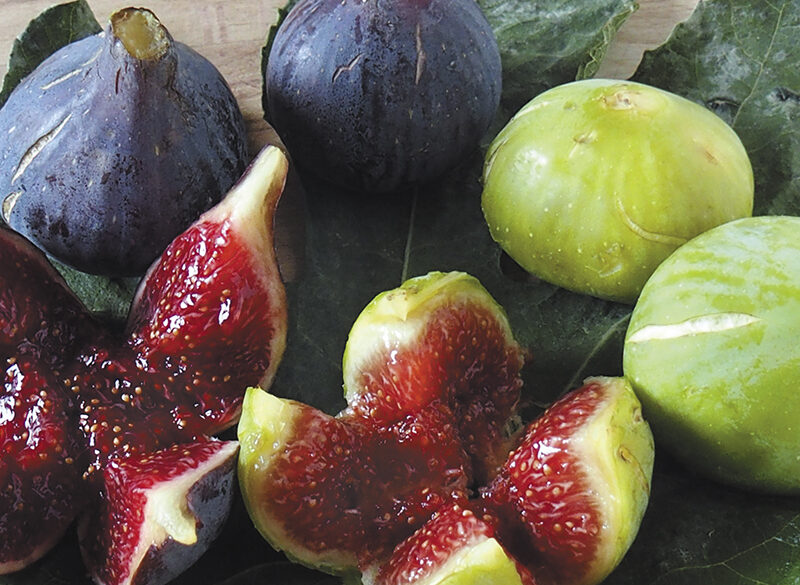 L’irresistibile dolcezza del fico fresco