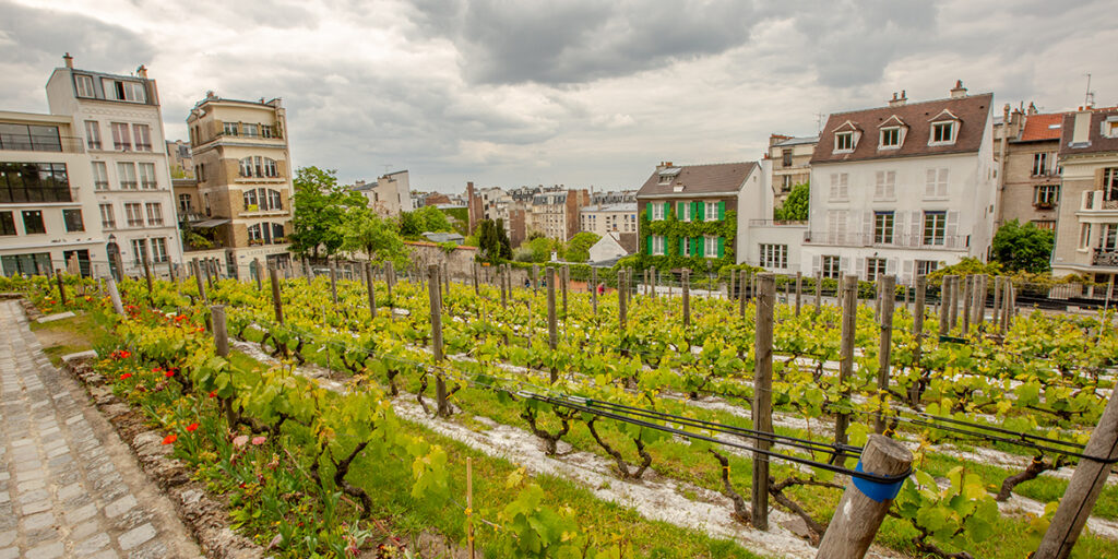 Le Vigne urbane di Parigi, Lione e Avignone