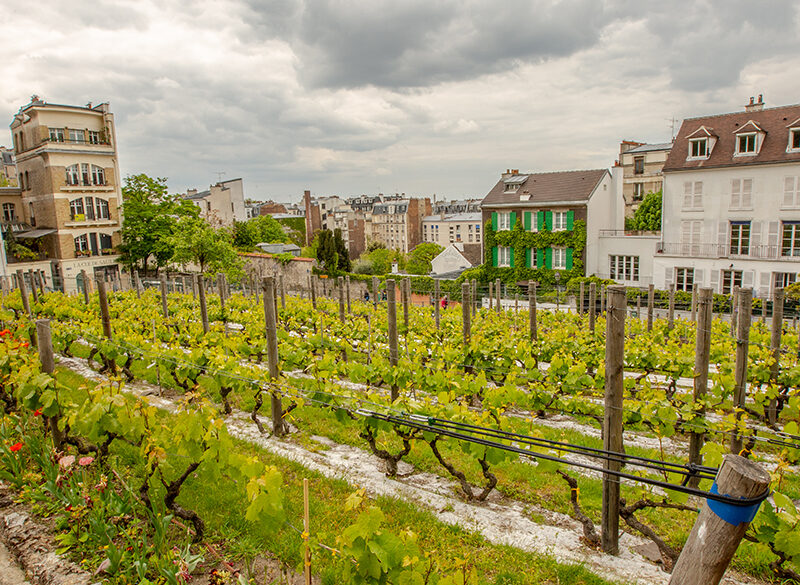 Le Vigne urbane di Parigi, Lione e Avignone