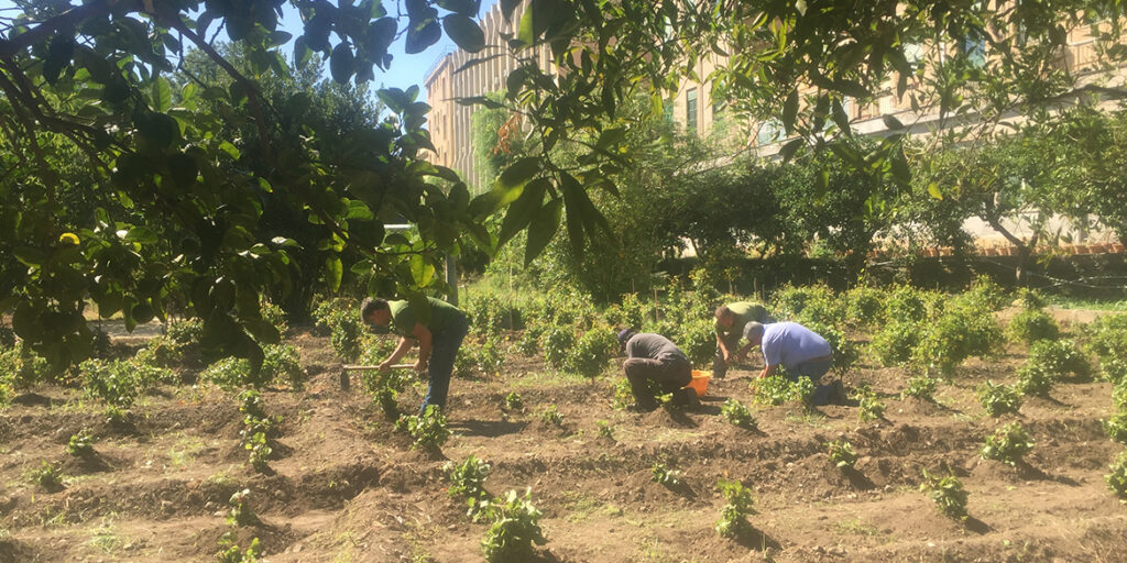 Le Vigne urbane di Palermo e Catania