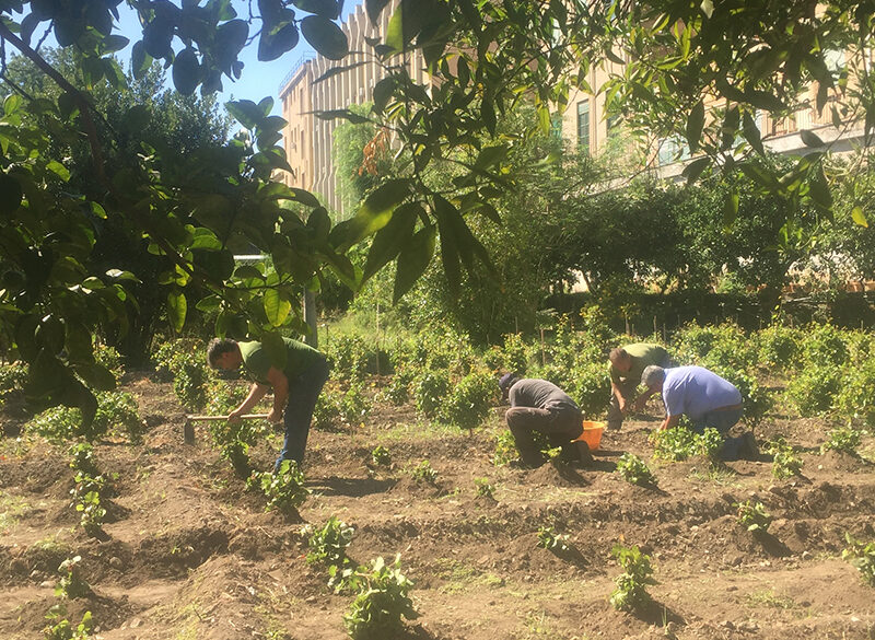 Le Vigne urbane di Palermo e Catania